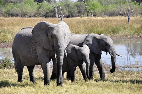 τρεις, γκρι, ελέφαντας, το περπάτημα, κοντά σε:, σώμα, νερό