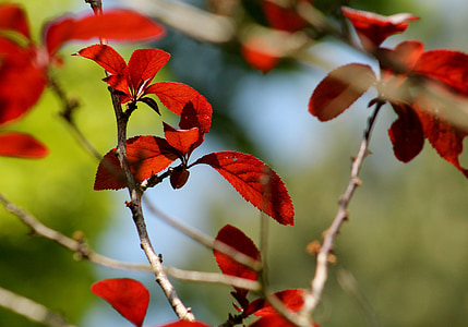 list, Crveni, zelena, grana, priroda, grane, proljeće