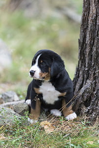 Appenzell, puppy, hond