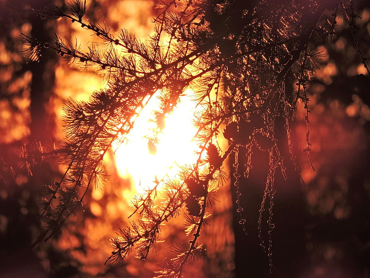 lever du soleil, Roppen, Tyrol, arbre, esthétique, Dim, Sunshine