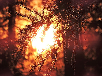 Схід сонця, roppen, Тіроль, дерево, естетичний, НД, Sunshine