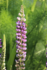 lupine, nature, garden, summer, flowers, colorful, dom