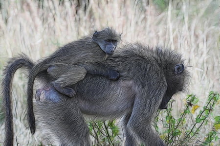 babuinų, kūdikių pavianas, Afrika, beždžionė, beždžionė, laukinių, Safari