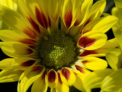 herbstastern, žlutá, podzim, květ