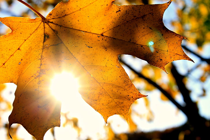 sun, autumn, october, sheet, leaves, sunny day, golden autumn