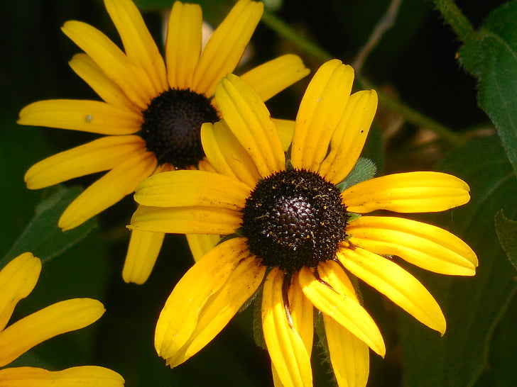 rudbeckia, black-eyed susan, yellow, summer, daisy, bright, field