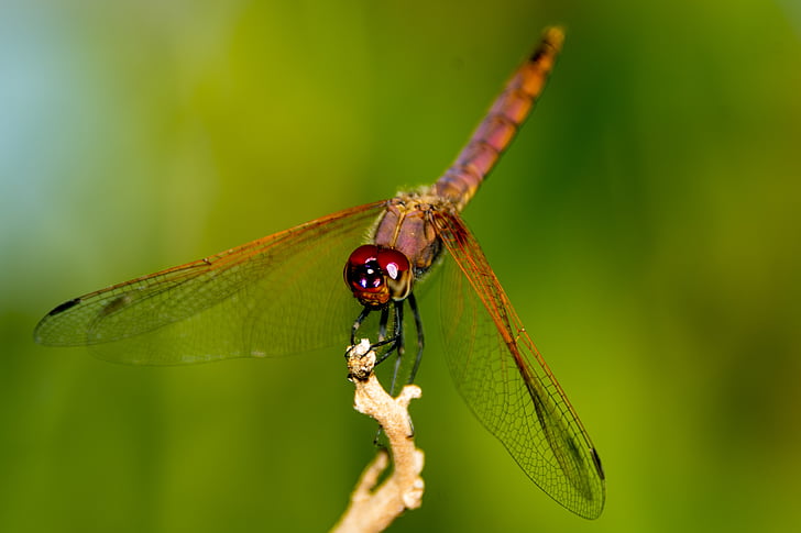 Dragon fly, Uganda, természet, szitakötő, rovar, állat, állati szárny