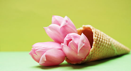 tulips, tulip flower, flowers, ice cream cone, waffle, yellow, pink