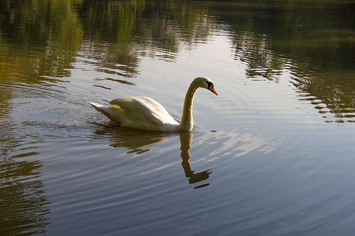 Swan, vatten, naturen, dammen