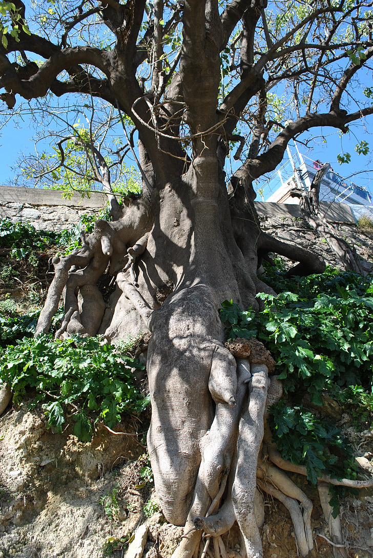 nature, tree, root