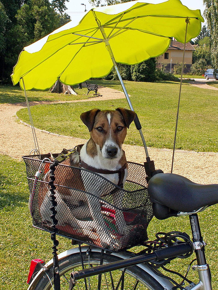 Jack terrier russel, cão, bicicleta, tela