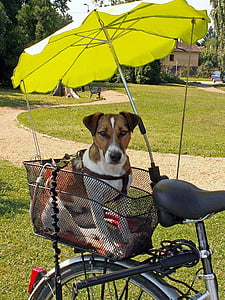 Jack terrier russel, perro, bicicleta, pantalla