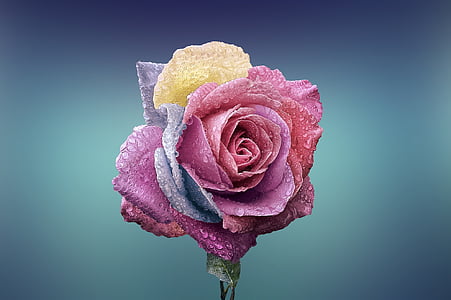 color de rosa, hermosa, belleza, floración, florece, flor, Fondo azul