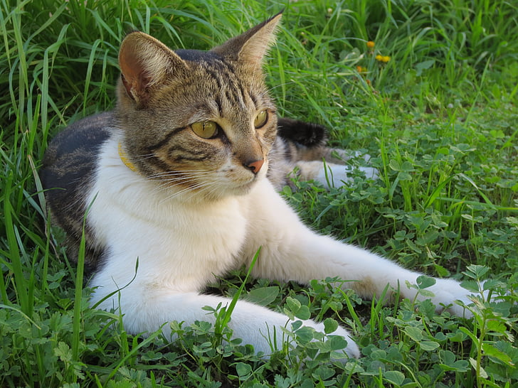 gata, natureza, descanso, gramado, ao ar livre, animal de estimação