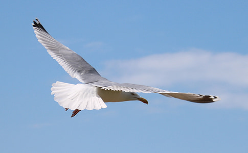 seagull, flying, bird, in flight, sky, nature, gull