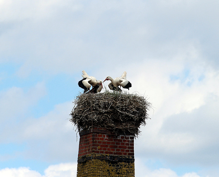 vita storkar, Stork, vit stork, storkar, Mountain husen, Stork village, Ciconia ciconia