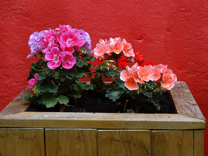 kukat, geraniums, Geranium, vaaleanpunainen, punainen, Puutarha, värit