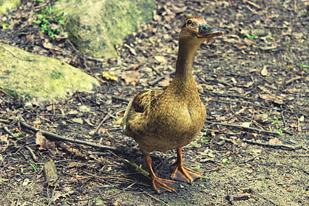 duck, female, brown, nature, wild, bird, animal