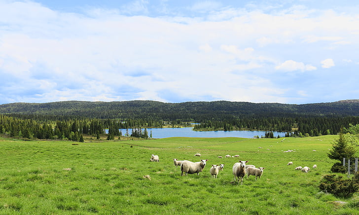 mai, agneau, été, montagne, Fells, Himmel, Norvège