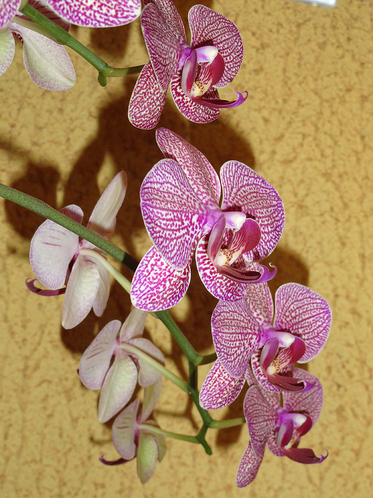 kvety, orchidea, Záhrada