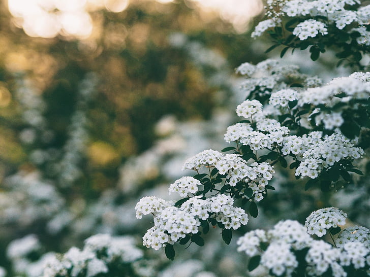 бяло, цвете, дърво, растителна, природата, мъгла, Градина