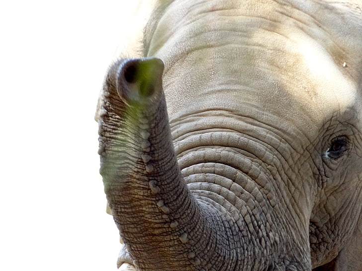 con voi, thân cây, sở thú, động vật, động vật có vú, đầu, lớn