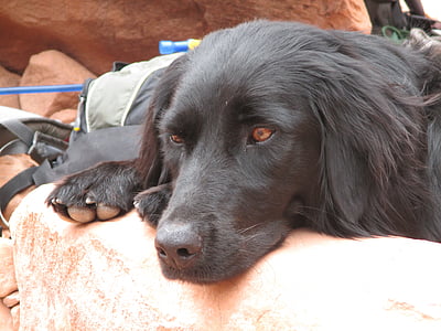 preto, Labrador, cão, recuperador, animal de estimação, triste, a mentir