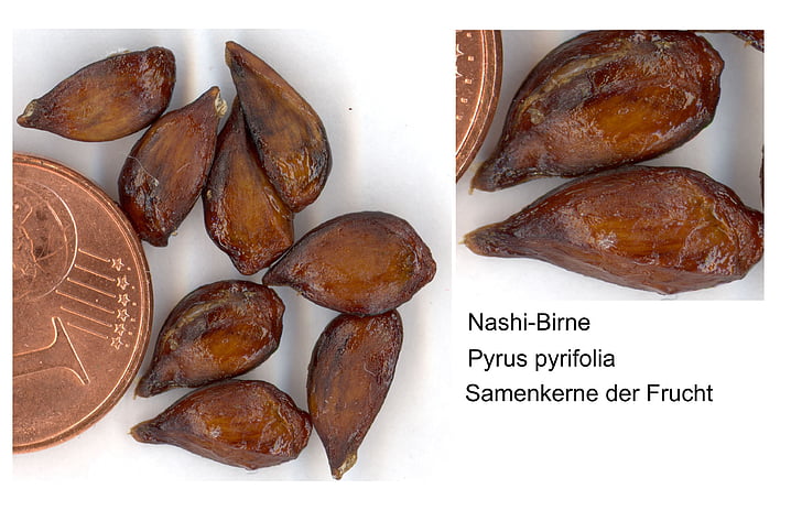 nashi pear, sweet, fruit, exot, scanners, food, eat