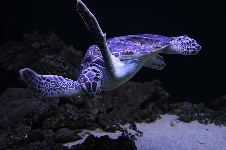 морські черепахи, черепаха, тварини, підводний, море, Природа, риф