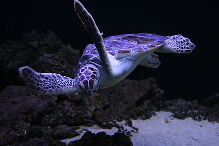 tartarughe di mare, tartaruga, animale, sott'acqua, mare, natura, barriera corallina