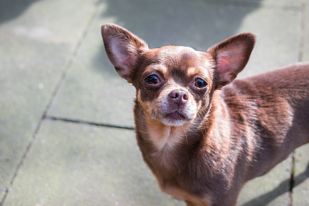 Chihuahua, köpek, chiwawa, Görünüm, Bak, İzle, gözler