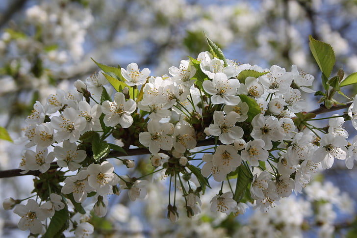 flor de cerejeira, Primavera, flor, flor, jardim, árvore, Branco