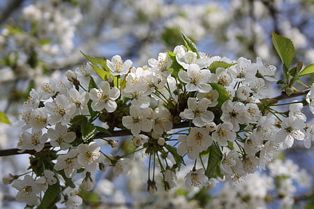 ανθισμένη Κερασιά, άνοιξη, άνθος, άνθιση, Κήπος, δέντρο, λευκό