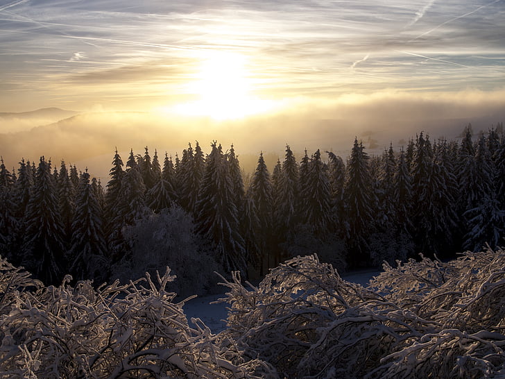 눈, 겨울, 나무, 빛, 태양, 겨울, 감기
