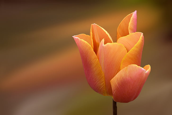 Tulipa, taronja, flor, flor, flor, primavera, flors de primavera