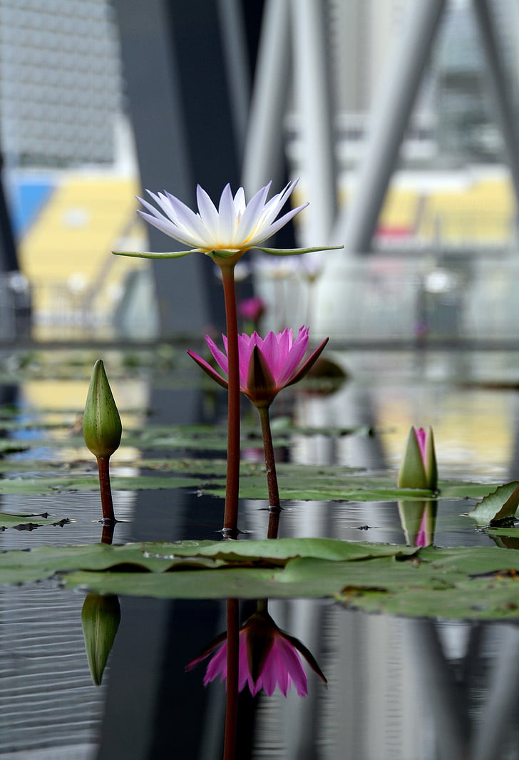Lotus, eau, Lily, lis d’eau, fleur de Lotus, étang
