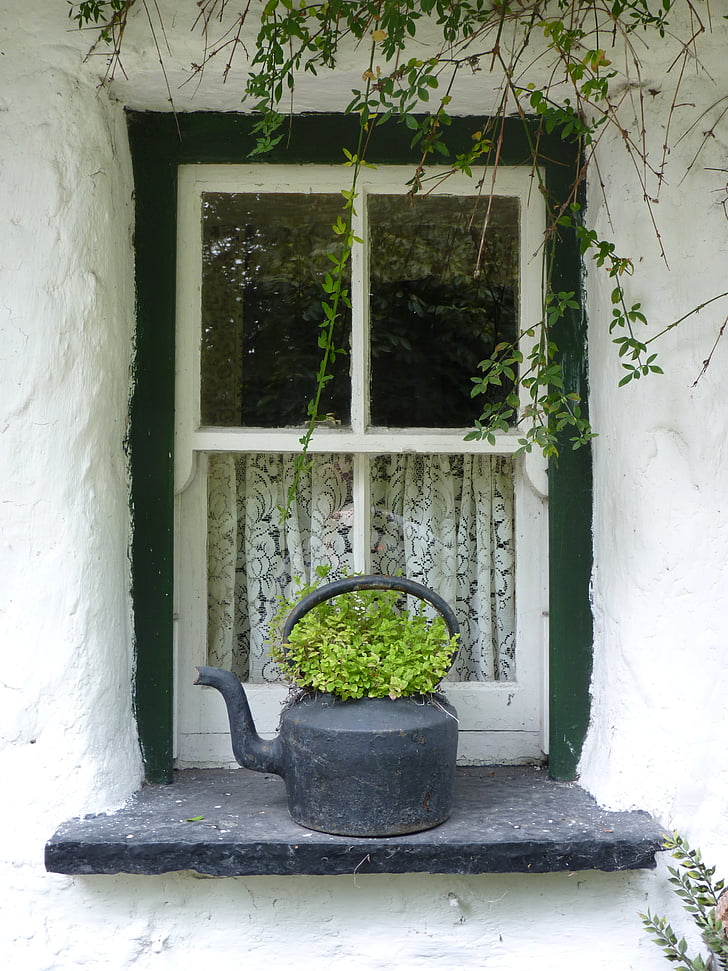 okno, Irština, Irsko, zelená, květ, okenní parapet