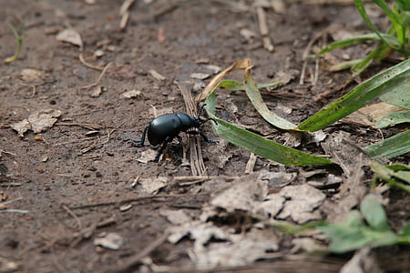 Beetle, putukad, loodus, Makro, looma