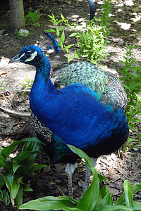 Peacock, con chim, Crest, màu xanh, động vật, lông