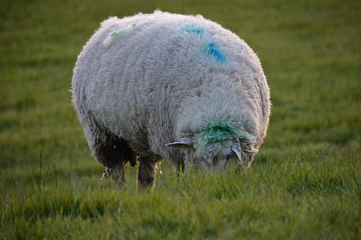 πρόβατα, ανάχωμα, το φθινόπωρο, πρόβατο σε ανάχωμα, μαλλί, Elbe, Βόρεια θάλασσα