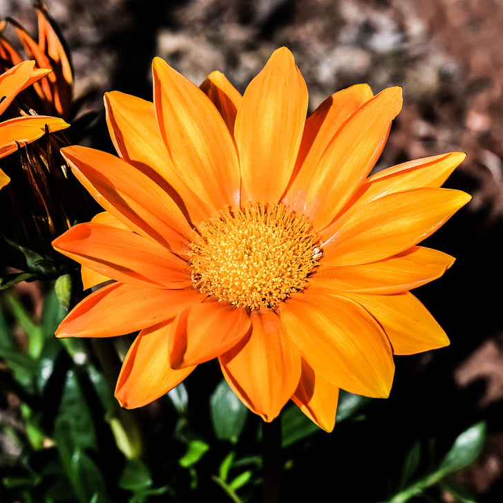 gazania, Hoa, màu da cam, Thiên nhiên, thực vật, Sân vườn, thực vật