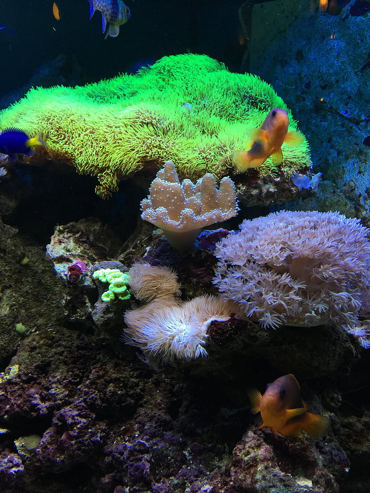 ikan, air, akuarium, dunia bawah laut, mainan