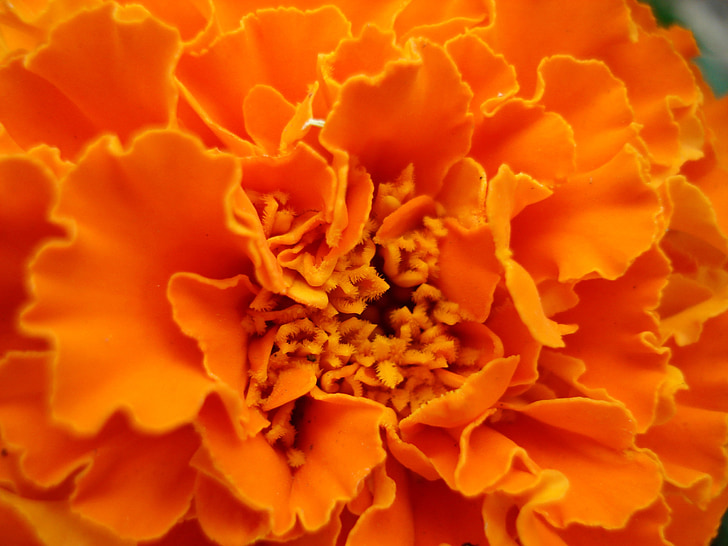 marigold, flower, orange, beautiful, colorful