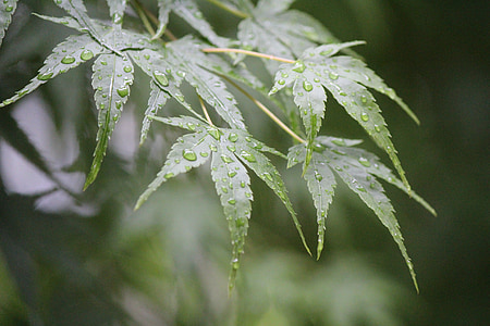 rain drip, trickle, after, autumn leaves, leaves, the leaves, green maple leaf
