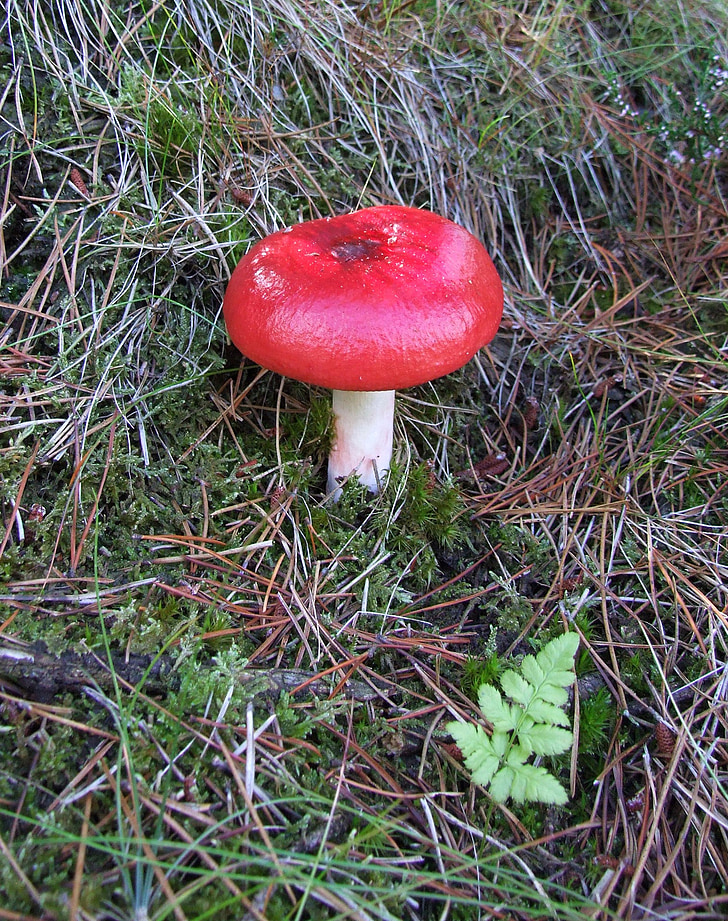 mushroom, forest, autumn, forest floor, needles, spruce, pine