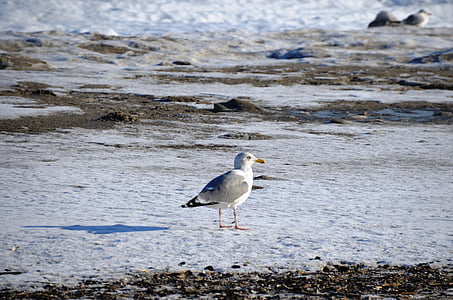 Seagull, Mar Báltico, invierno, pájaro