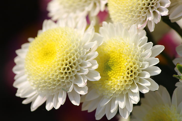 blomst, krysantemum, mums, makro, Floriaden, close-up
