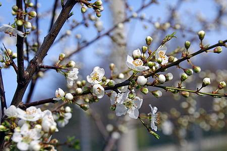 Blackthorn, λουλούδια, πολύτιμοι λίθοι, Prunus spinosa, άσπρα λουλούδια, λευκό, άνθιση
