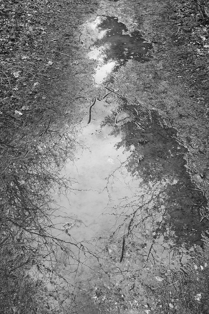 landscape, black white, outdoor, forest, nature, water