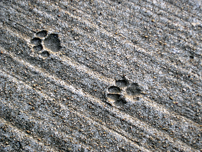 traces, cat, track, concrete, paws, paw print, animal track